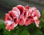 geranie_8