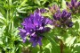 glockenblume_1