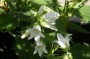 glockenblume_10