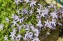 glockenblume_11