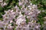 glockenblume_2