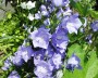 glockenblume_3