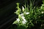 glockenblume_4