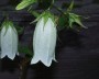 glockenblume_5