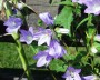 glockenblume_6