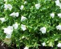 glockenblume_7