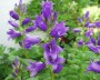 glockenblume_8