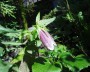 glockenblume_9