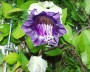 glockenrebe_1