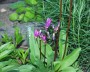 goetterblume_1