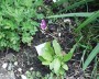 goetterblume_2