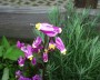 goetterblume_3