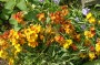 goldlack_2
