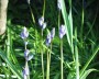 hasengloeckchen_1