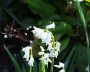 hasengloeckchen_2