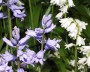 hasengloeckchen_3