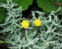 heiligenkraut_1