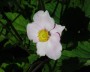 herbstanemone_3