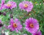 herbstaster_1