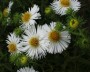 herbstaster_2