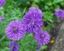 herbstaster_3