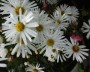 herbstaster_4