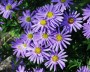 herbstaster_5