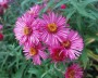 herbstaster_6