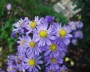 herbstaster_7