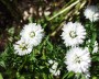 herbstaster_8