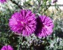 herbstaster_9
