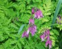 herzblume_1