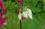herzblume_2