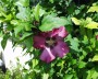 hibiskus_1