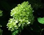 hortensie_1