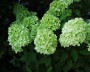 hortensie_2