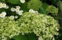 hortensie_3