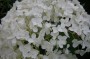 hortensie_4