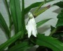 ingwerorchidee_2
