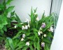 ingwerorchidee_3