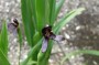 ingwerorchidee_4