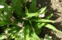 ingwerorchidee_5