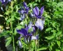 iris_sibirica_2