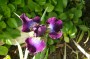 iris_sibirica_3