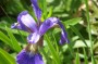 iris_sibirica_4