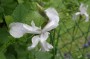 iris_sibirica_5