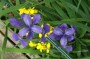 iris_sibirica_6