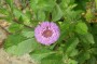 knopfblume_1