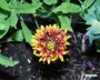 kokardenblume_1