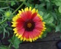 kokardenblume_2